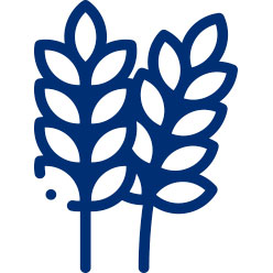 wheat icon